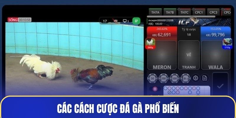 Các cách cược đá gà phổ biến
