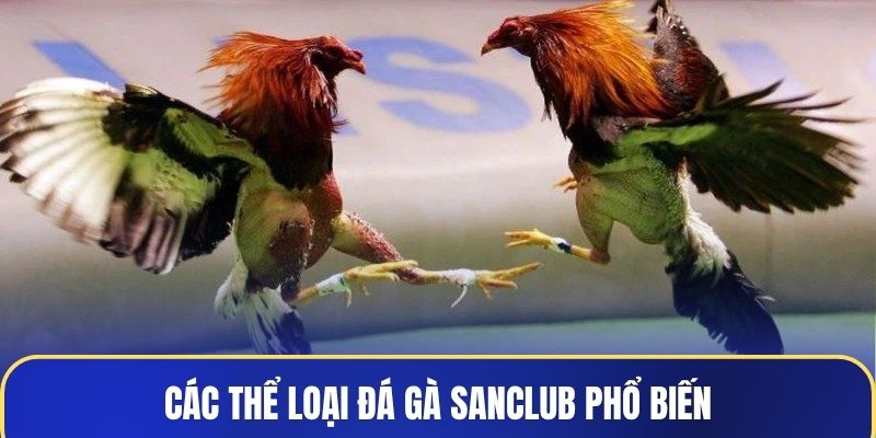 Các thể loại đá gà Sanclub phổ biến