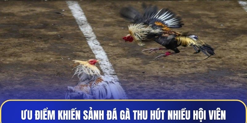 Ưu điểm khiến sảnh đá gà thu hút nhiều hội viên